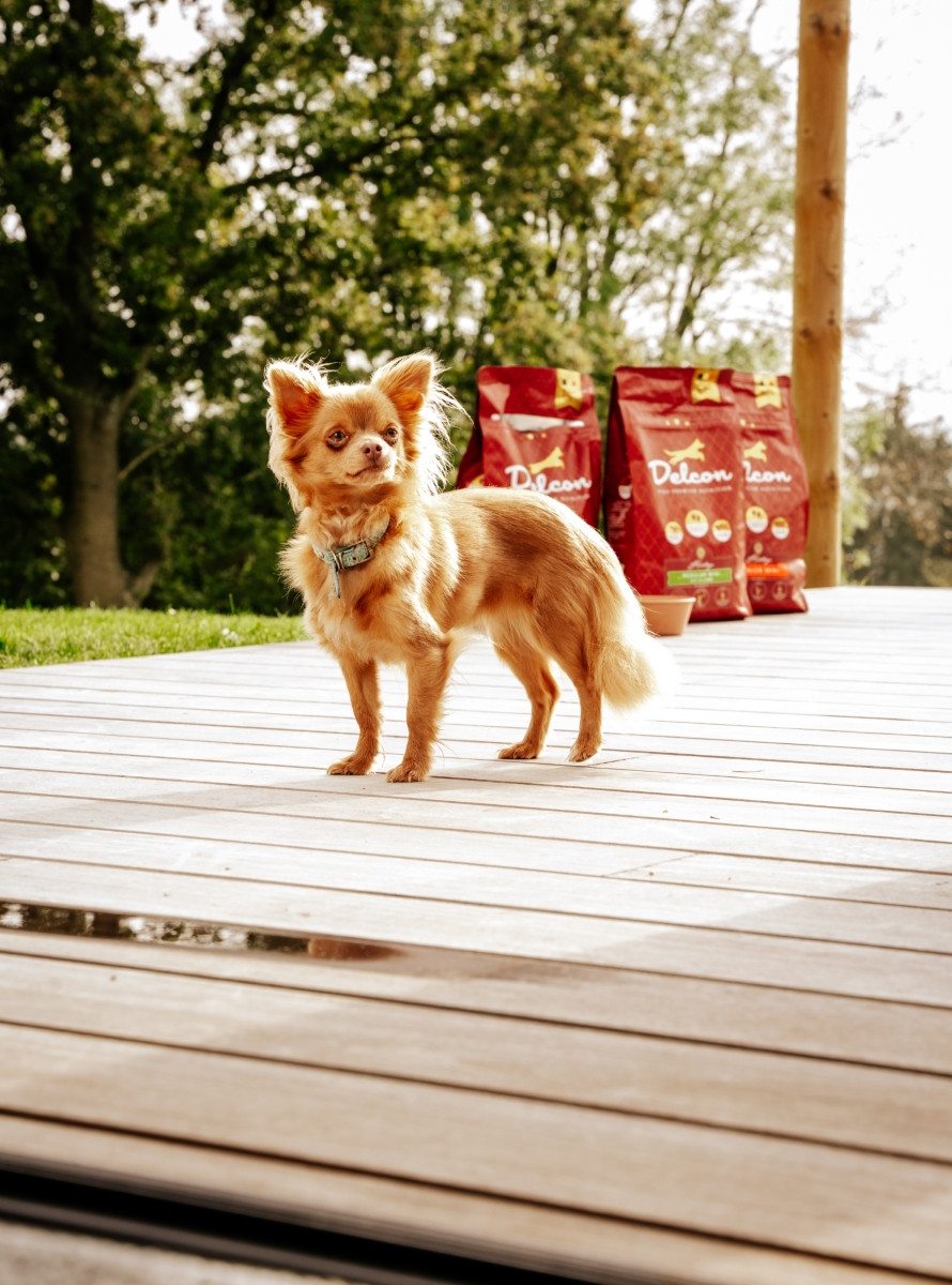 Visavertis pašaras suaugusiems šunims REGULAR MINI su vištiena mažų veislių / 3 kg