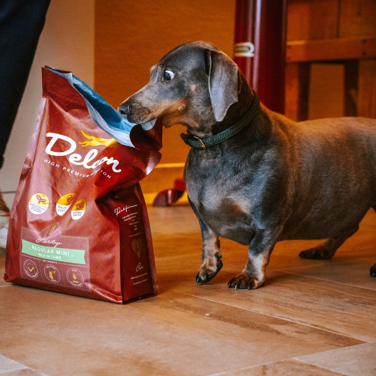 Visavertis pašaras suaugusiems šunims REGULAR MINI su ėriena mažų veislių / 3 kg