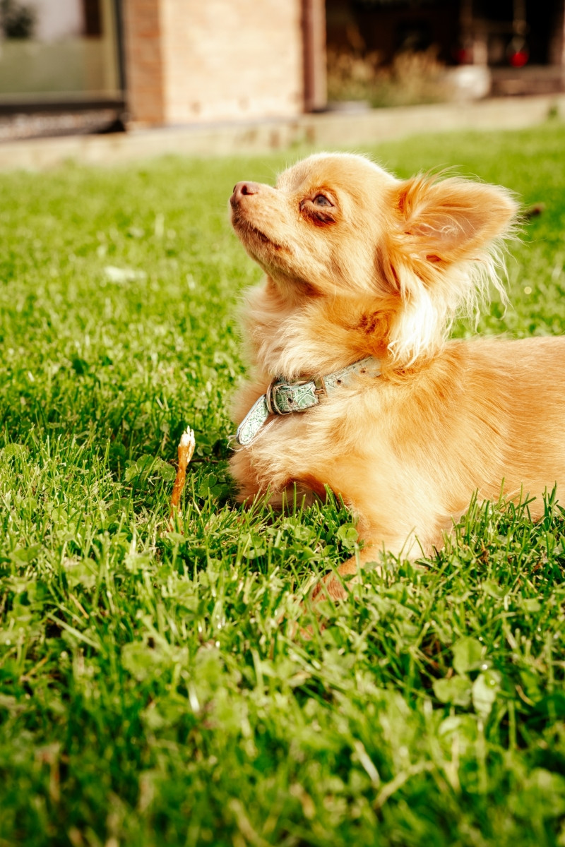 Visavertis pašaras šunims senjorams SENIOR MINI mažų veislių / 3 kg