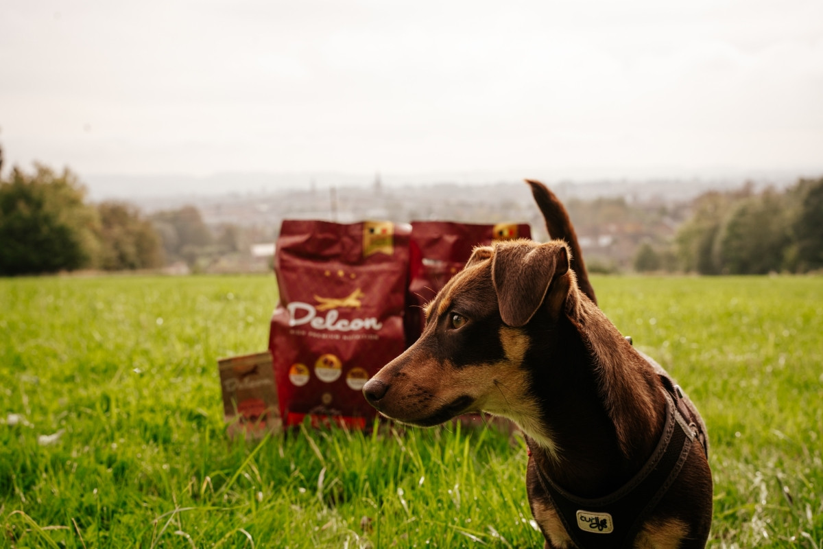 Visavertis pašaras suaugusiems šunims REGULAR PLUS su vištiena / 12 kg